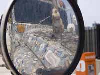 Amercian Values American Pride Redux